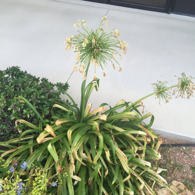 21708076250_6ba85336f3_z